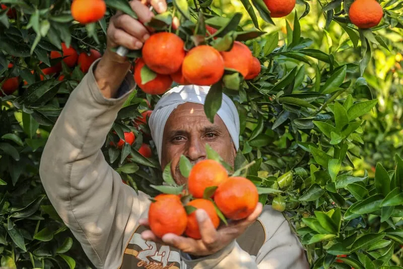 Fruits of Palestine